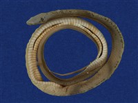 藏品(青蛇)的圖片